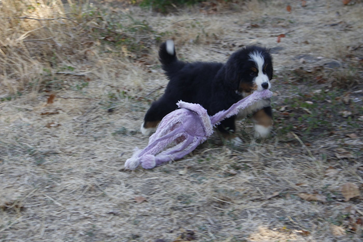CHIOT 5