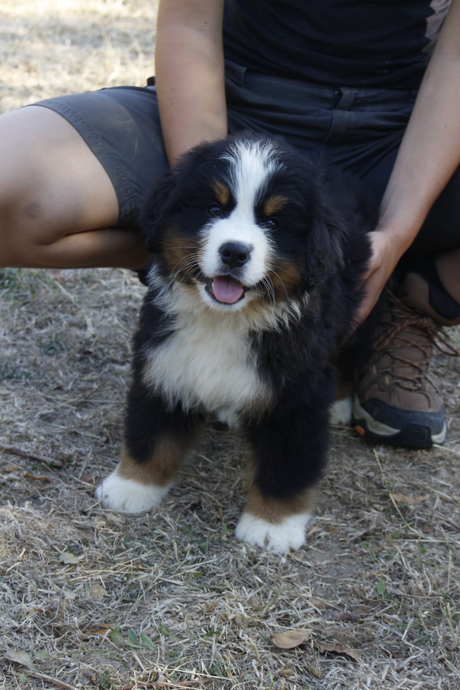 CHIOT 5