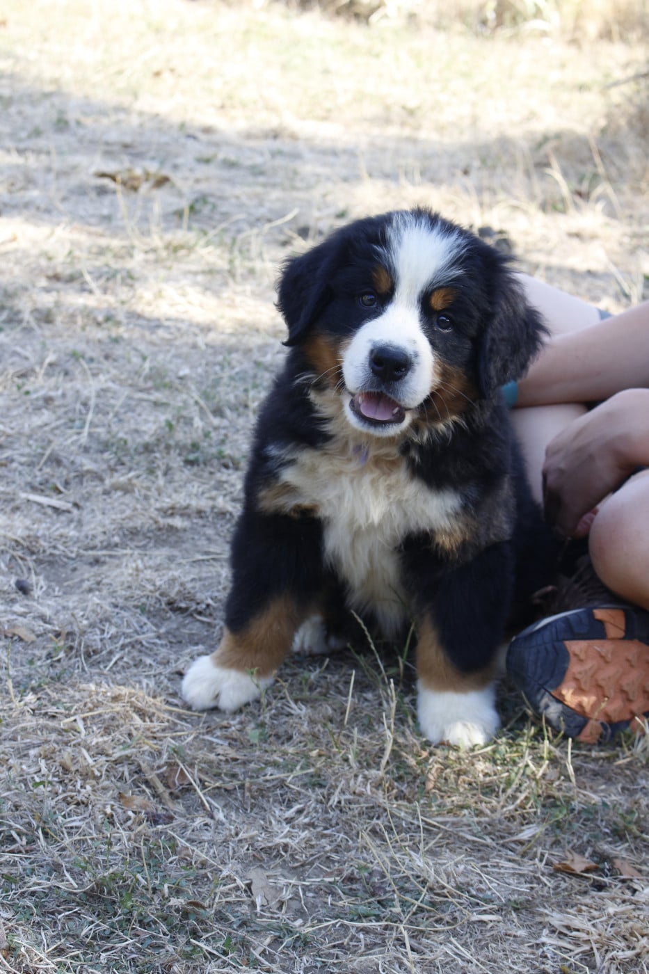 CHIOT 6