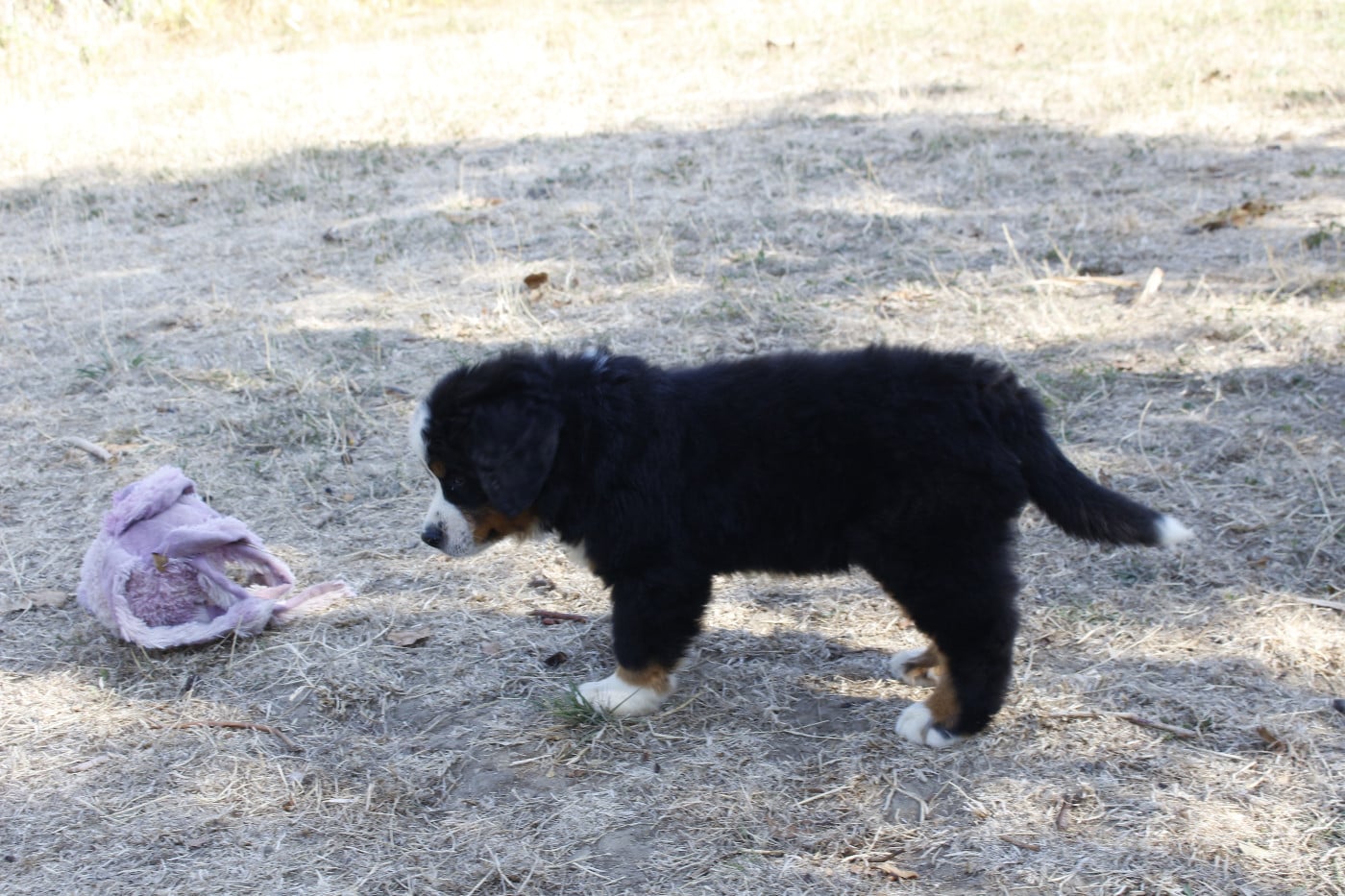 CHIOT 6