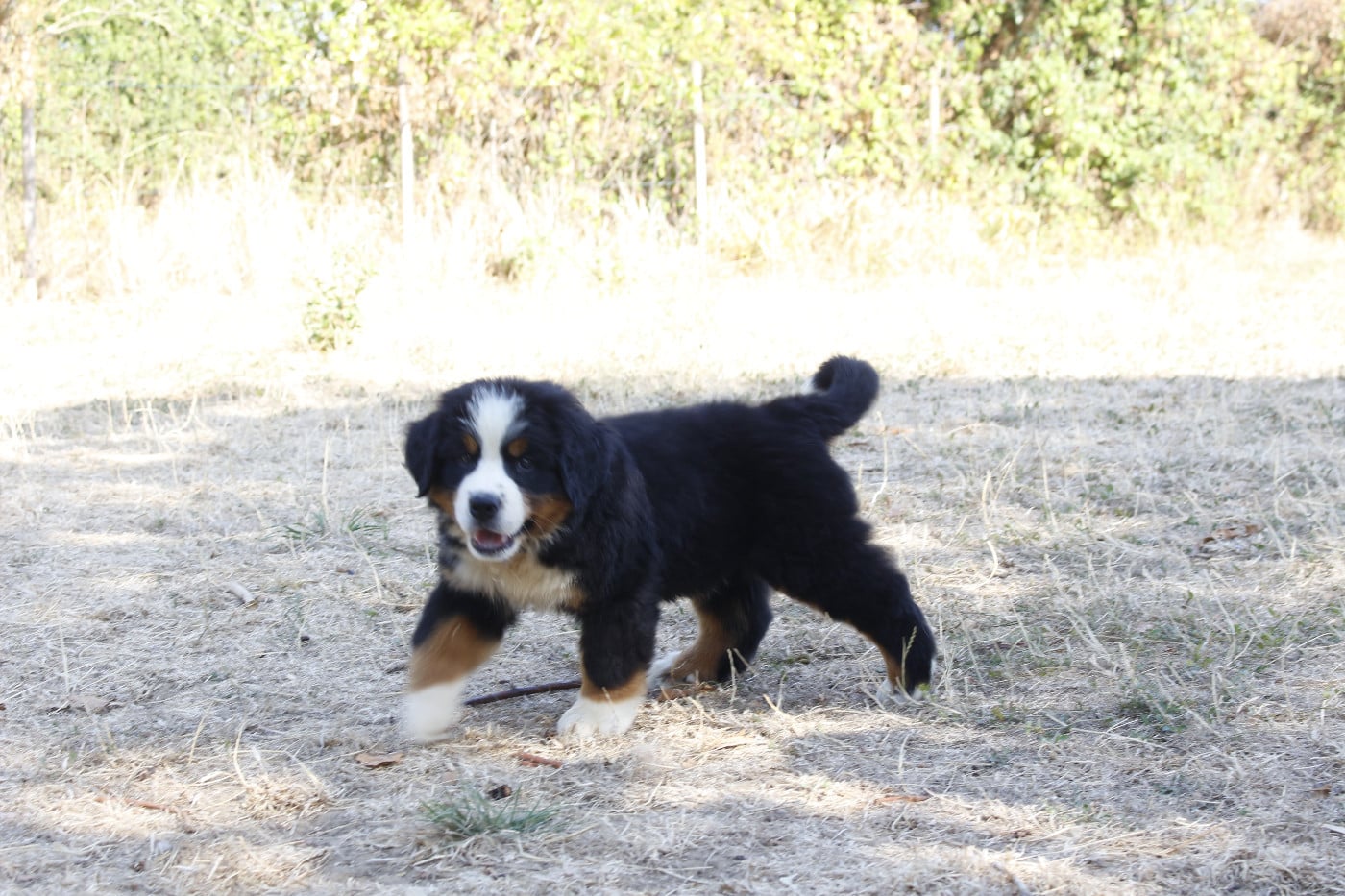 CHIOT 6