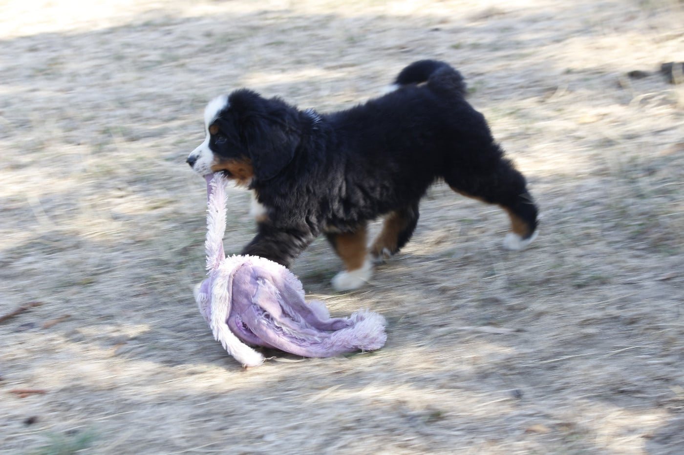 CHIOT 6