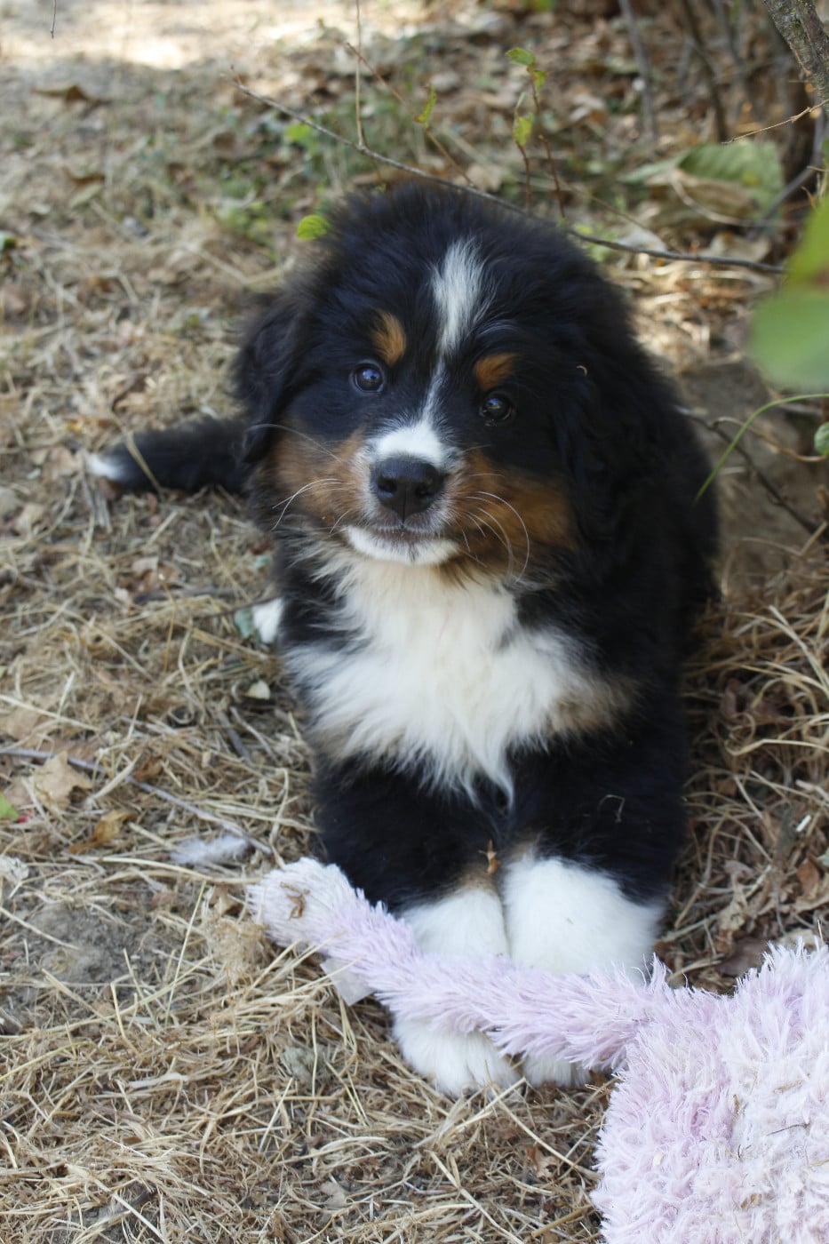 CHIOT 7