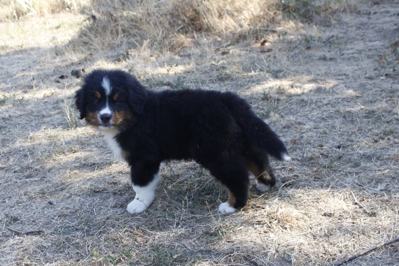 CHIOT 7