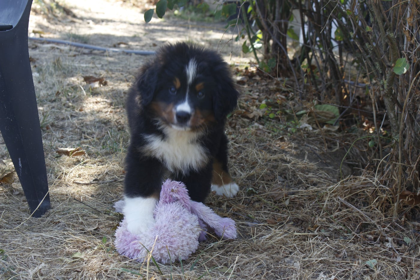 CHIOT 7