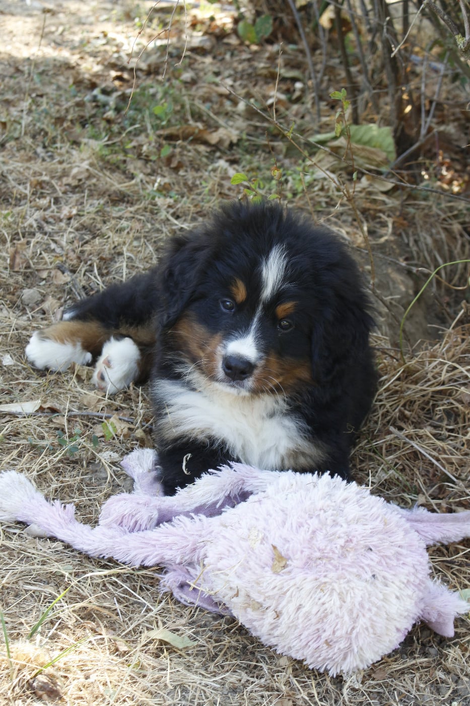 CHIOT 7