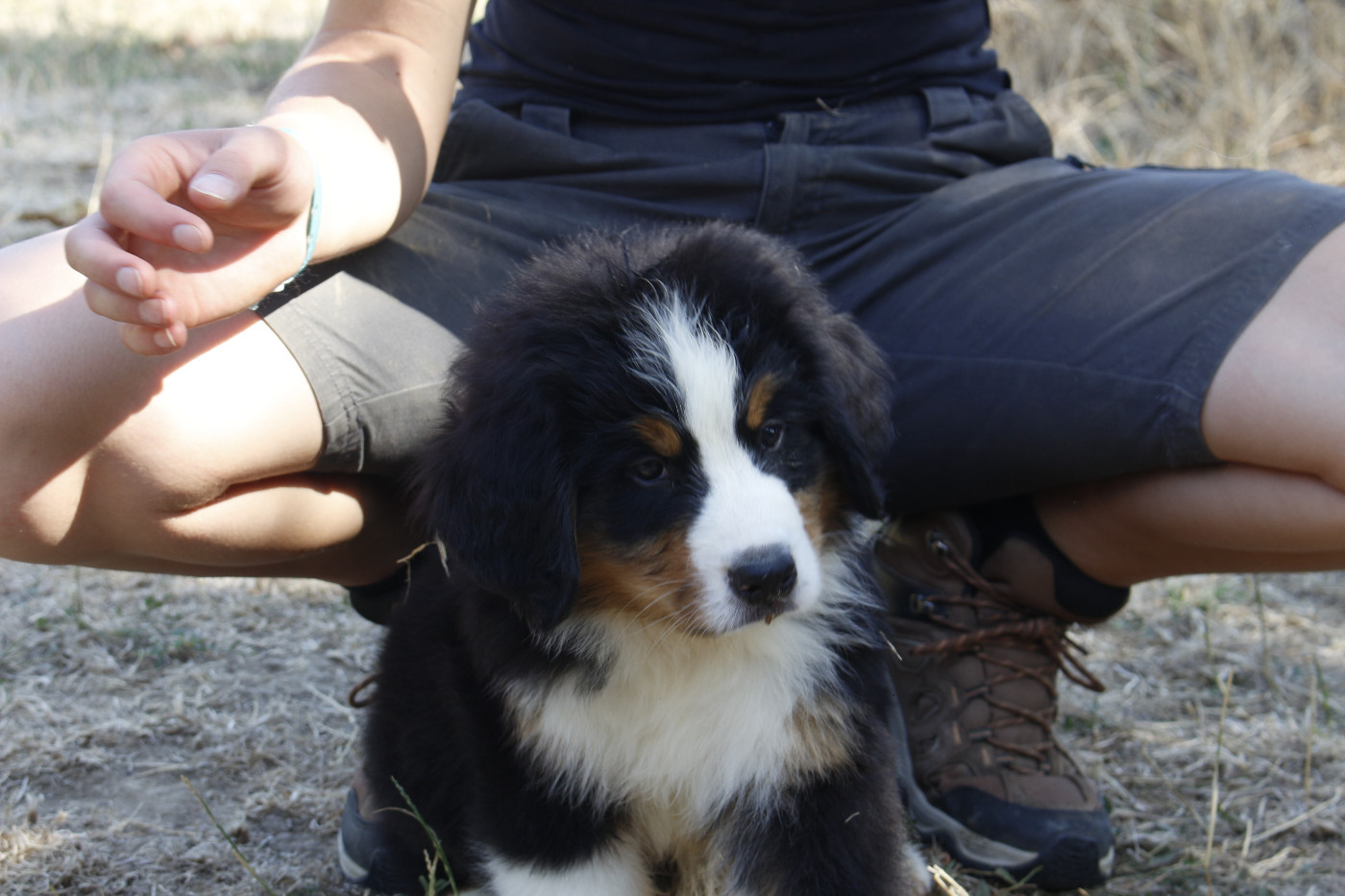 CHIOT 8