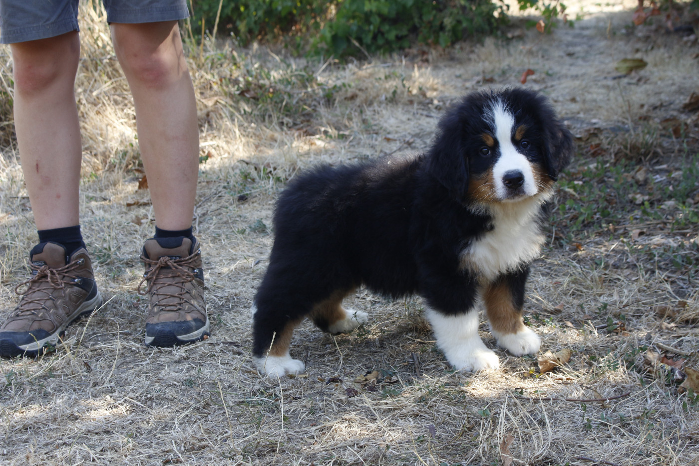 CHIOT 8