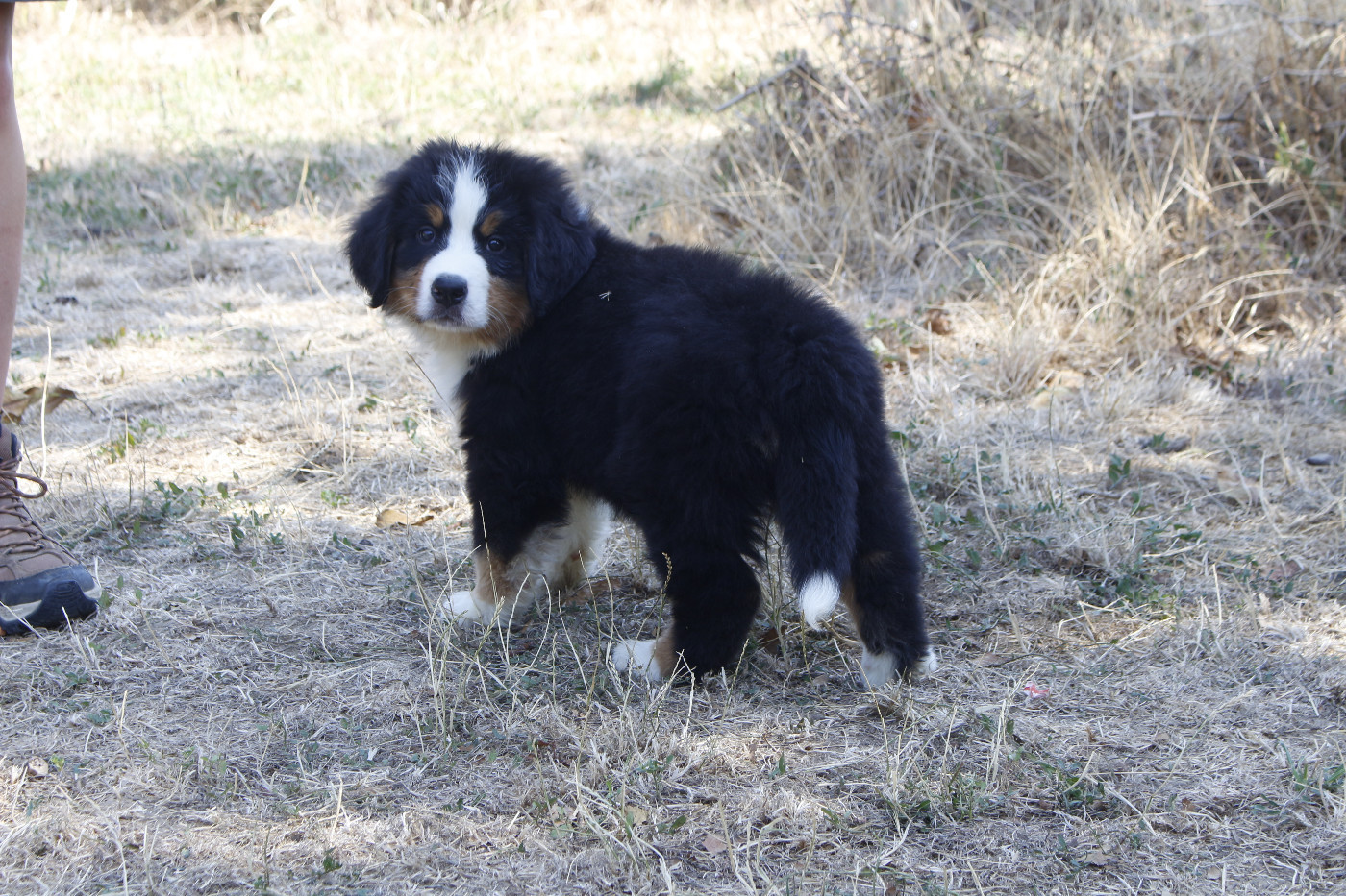 CHIOT 8
