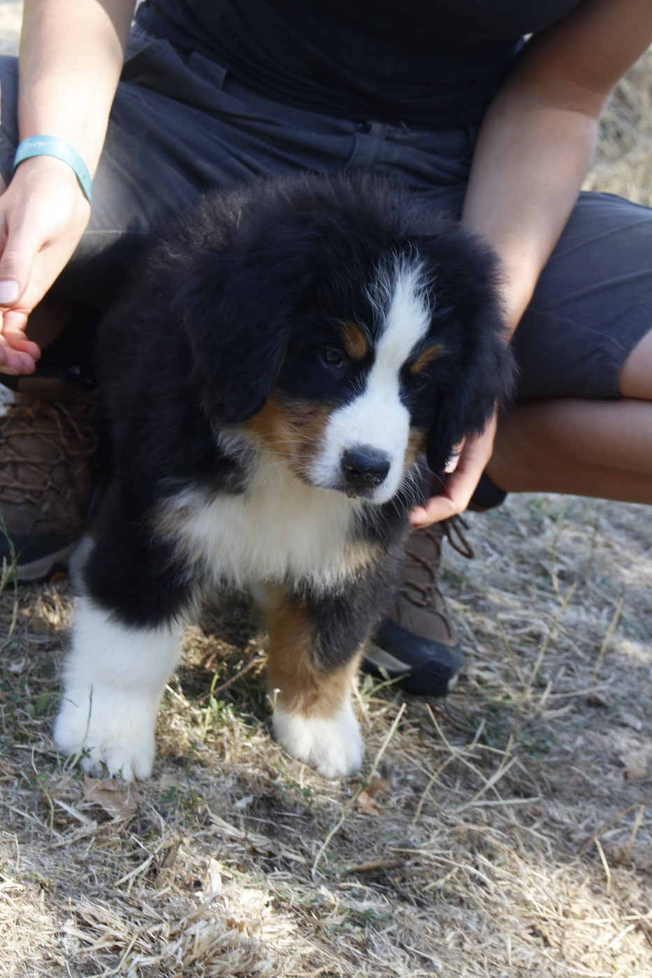 CHIOT 8