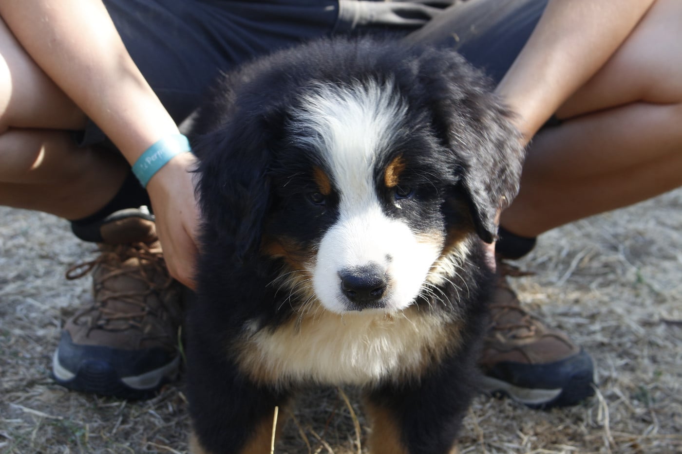 CHIOT 9