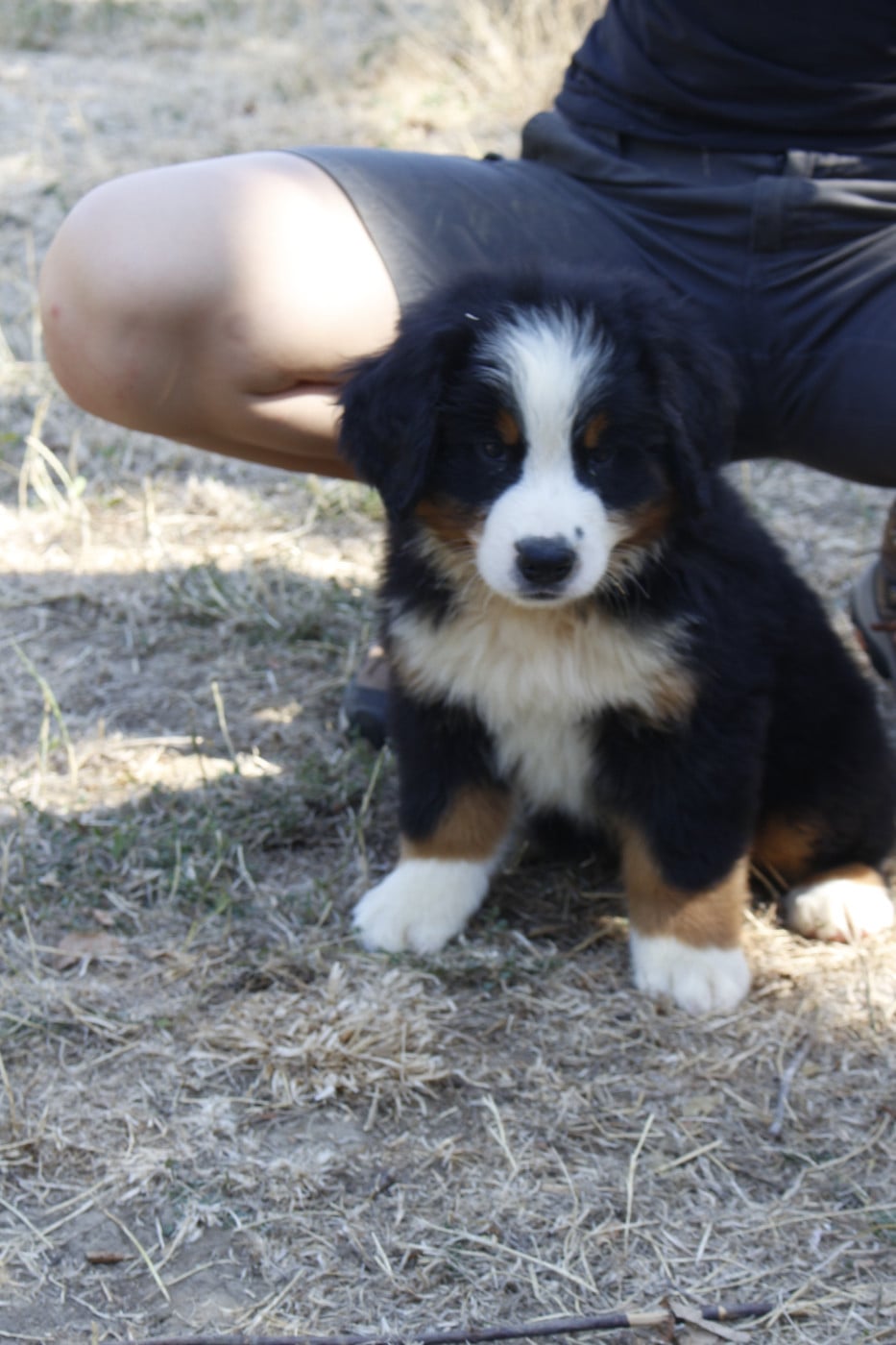 CHIOT 9