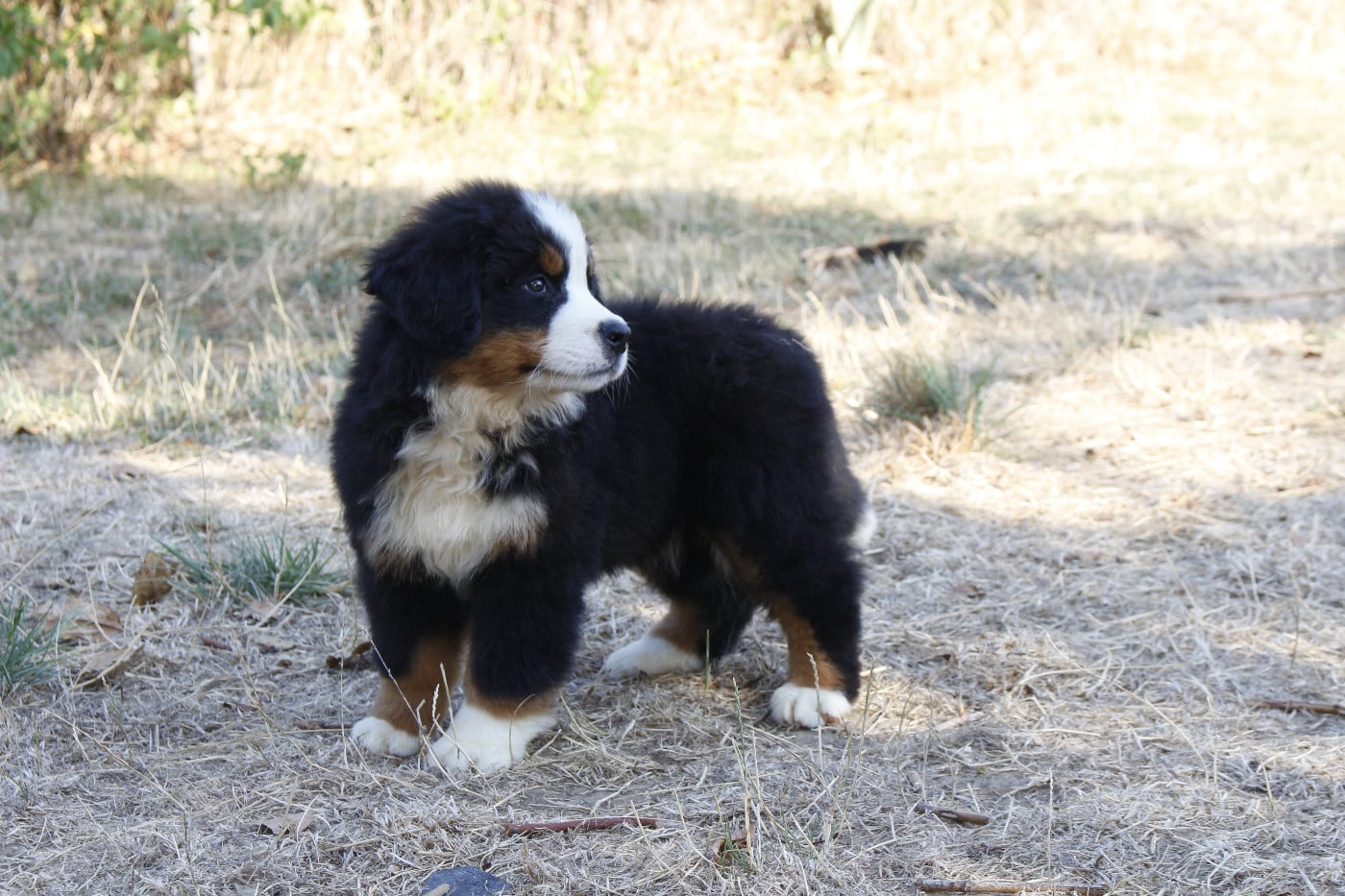 CHIOT 9