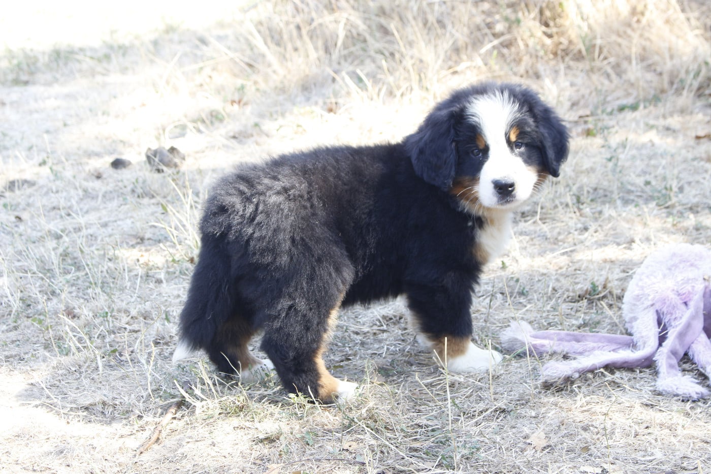 CHIOT 9