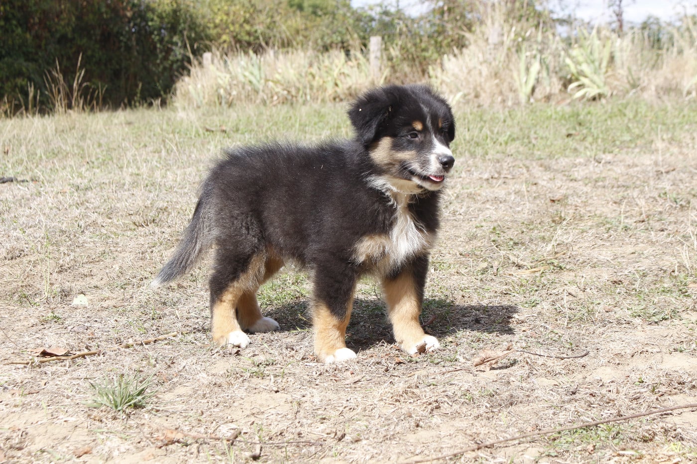 CHIOT 1