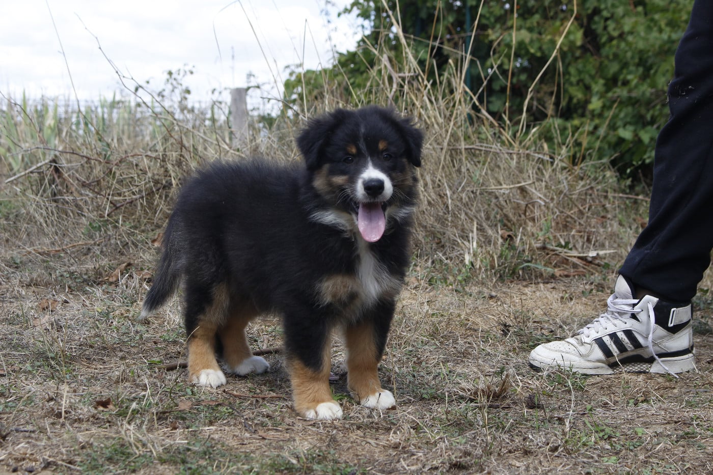CHIOT 1