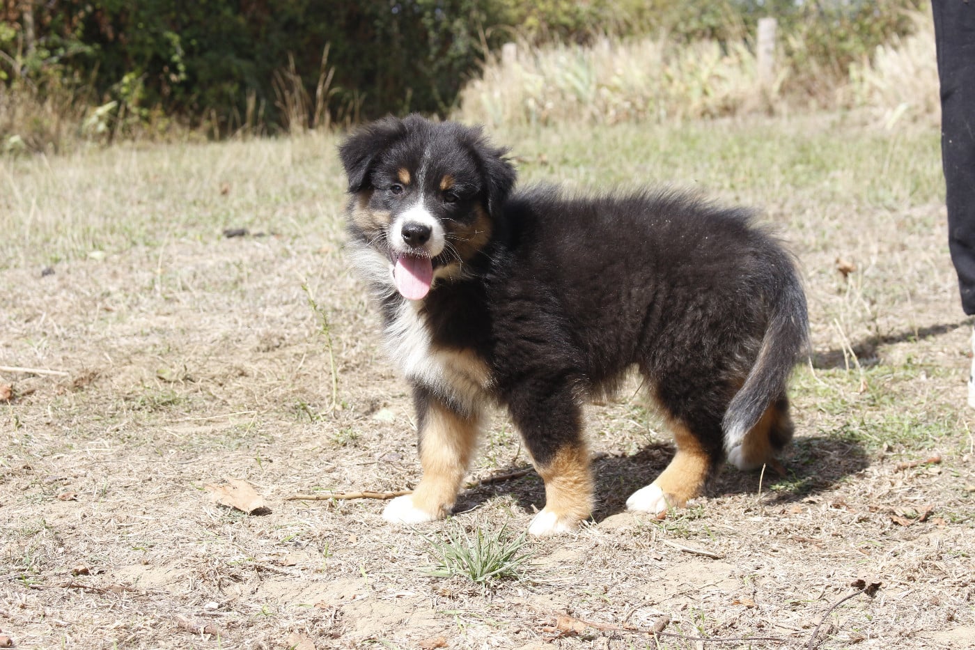 CHIOT 1