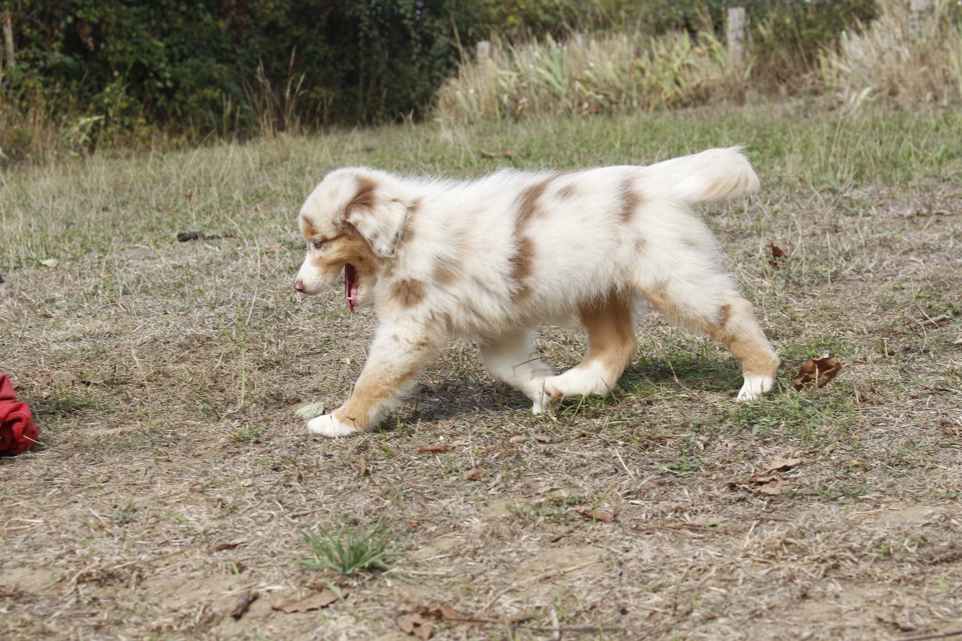 CHIOT 2