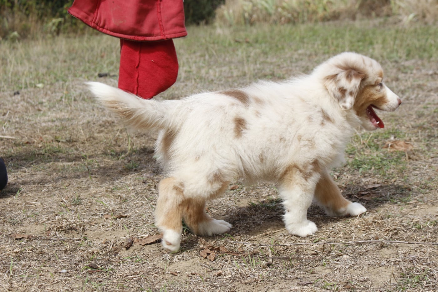 CHIOT 2