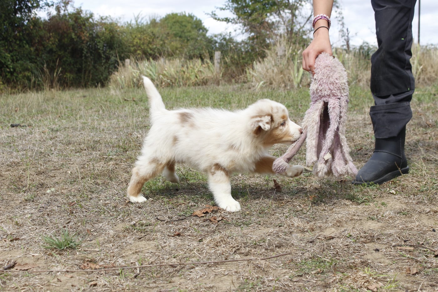 CHIOT 2