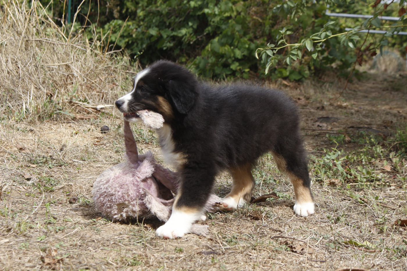 CHIOT 3