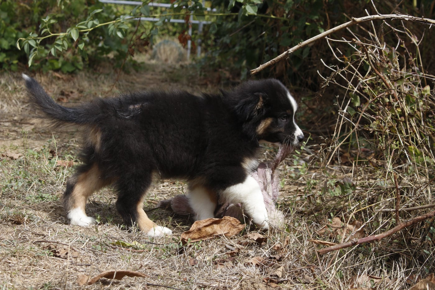 CHIOT 3