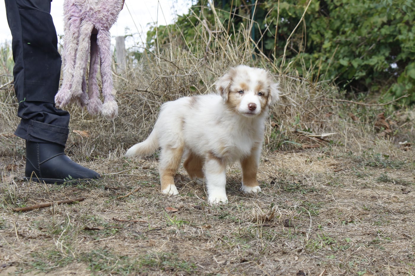 CHIOT 4