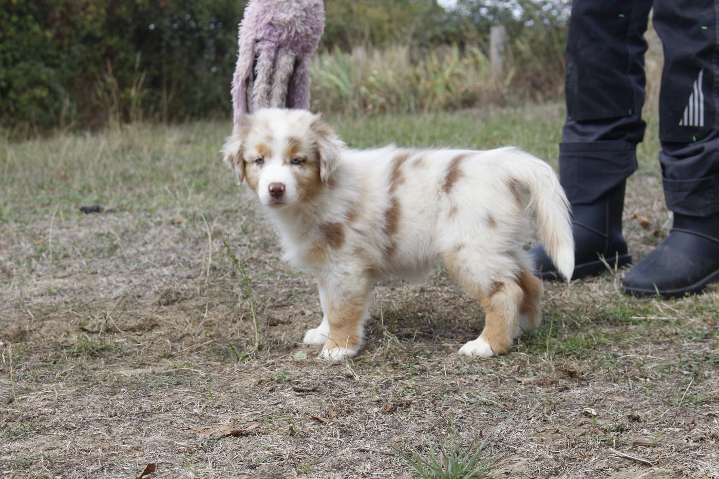 CHIOT 4