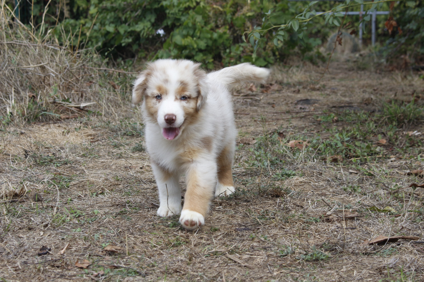 CHIOT 4