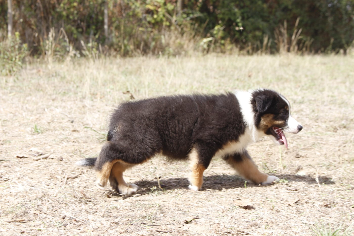 CHIOT 5