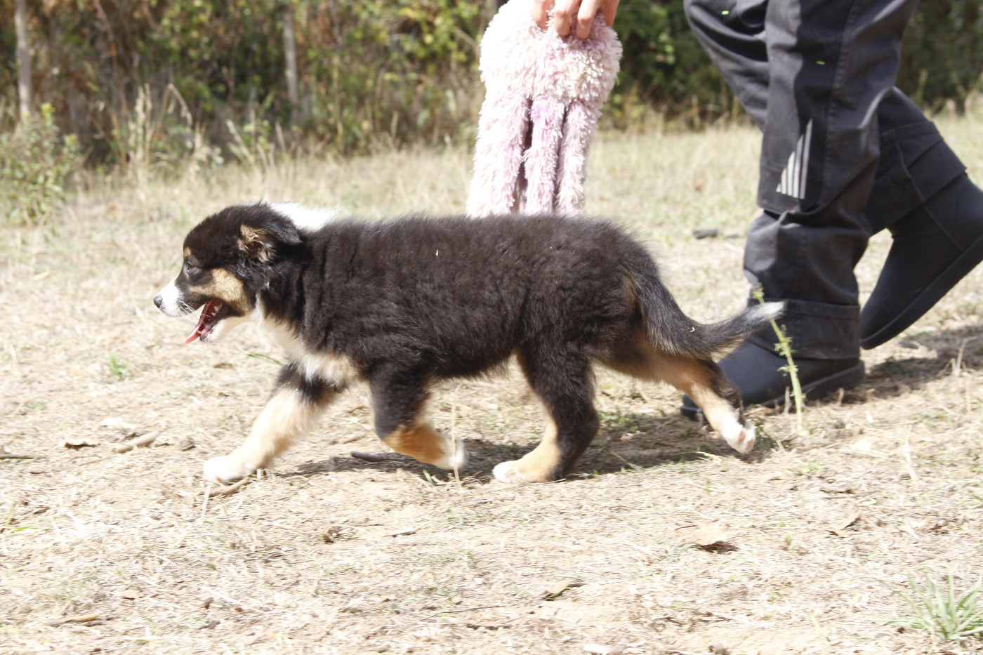 CHIOT 5
