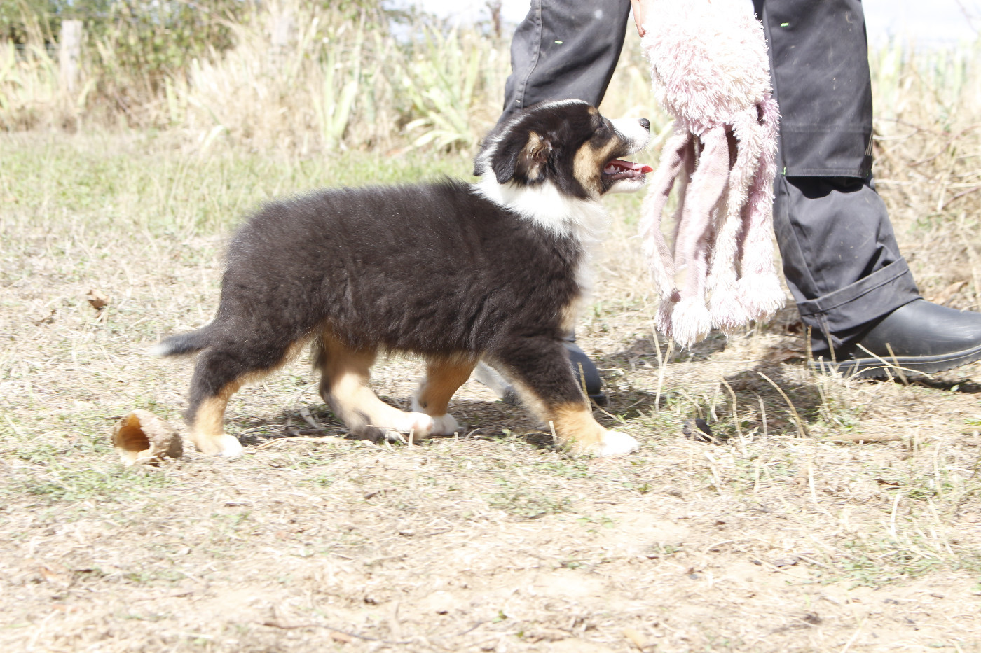 CHIOT 5