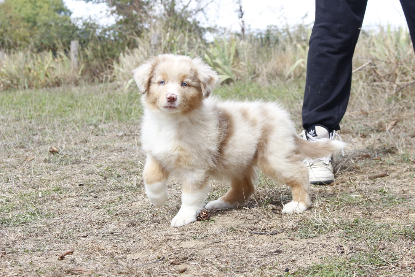 CHIOT 6