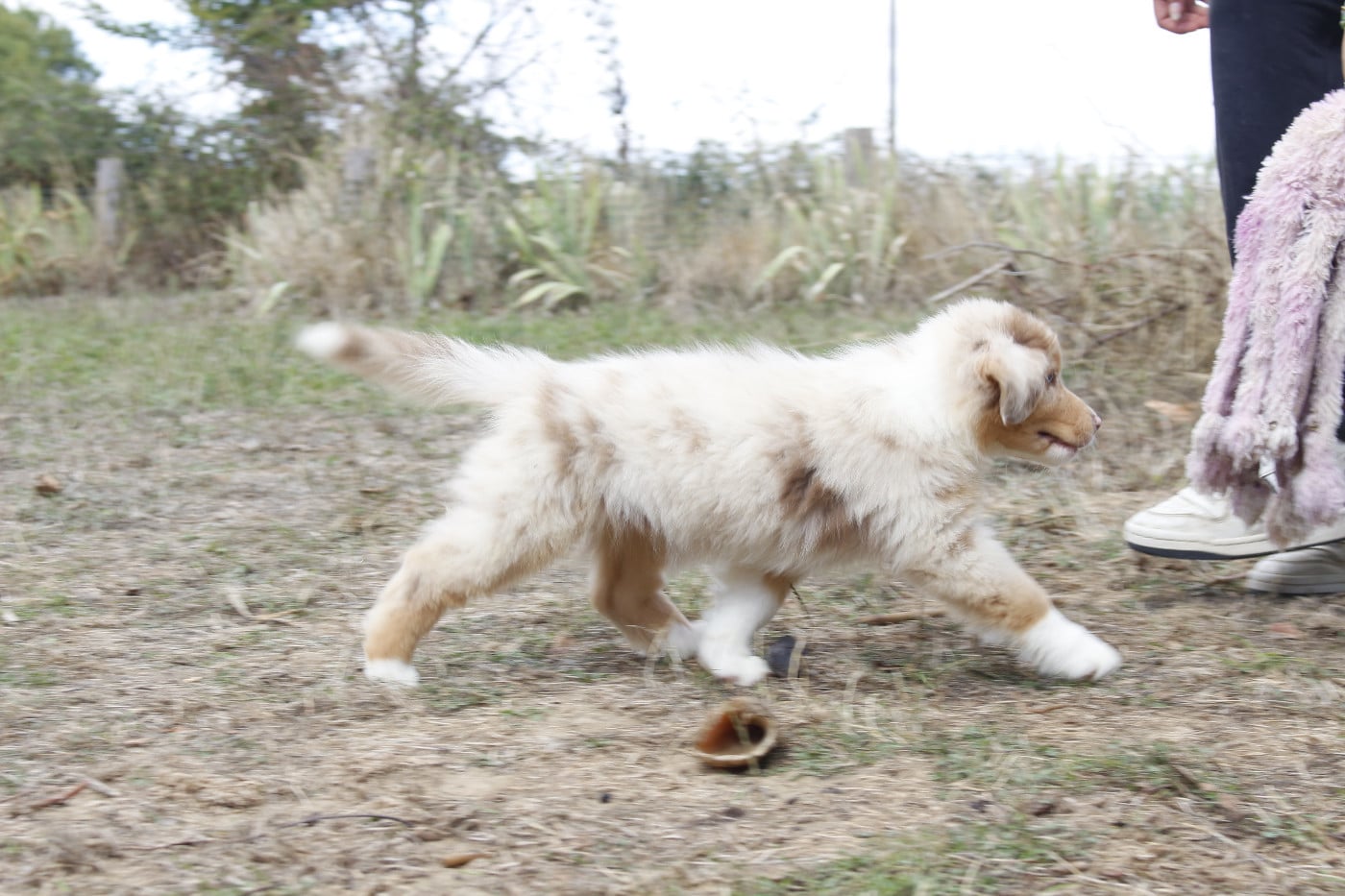 CHIOT 6