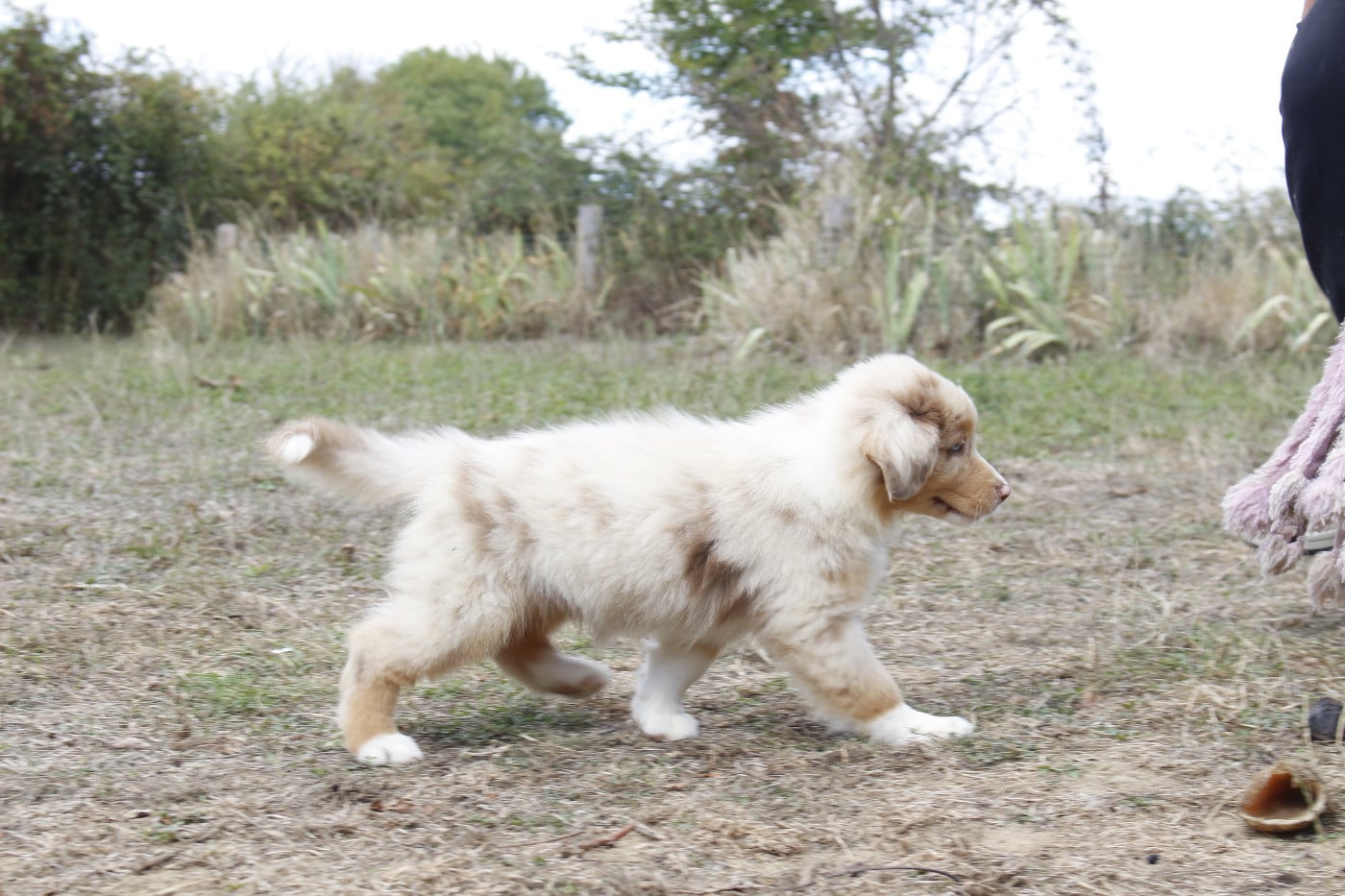 CHIOT 6