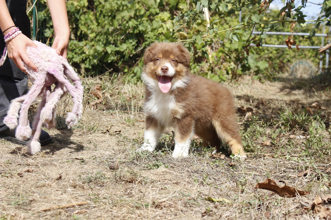 CHIOT 7