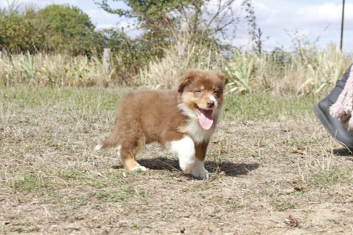 CHIOT 7