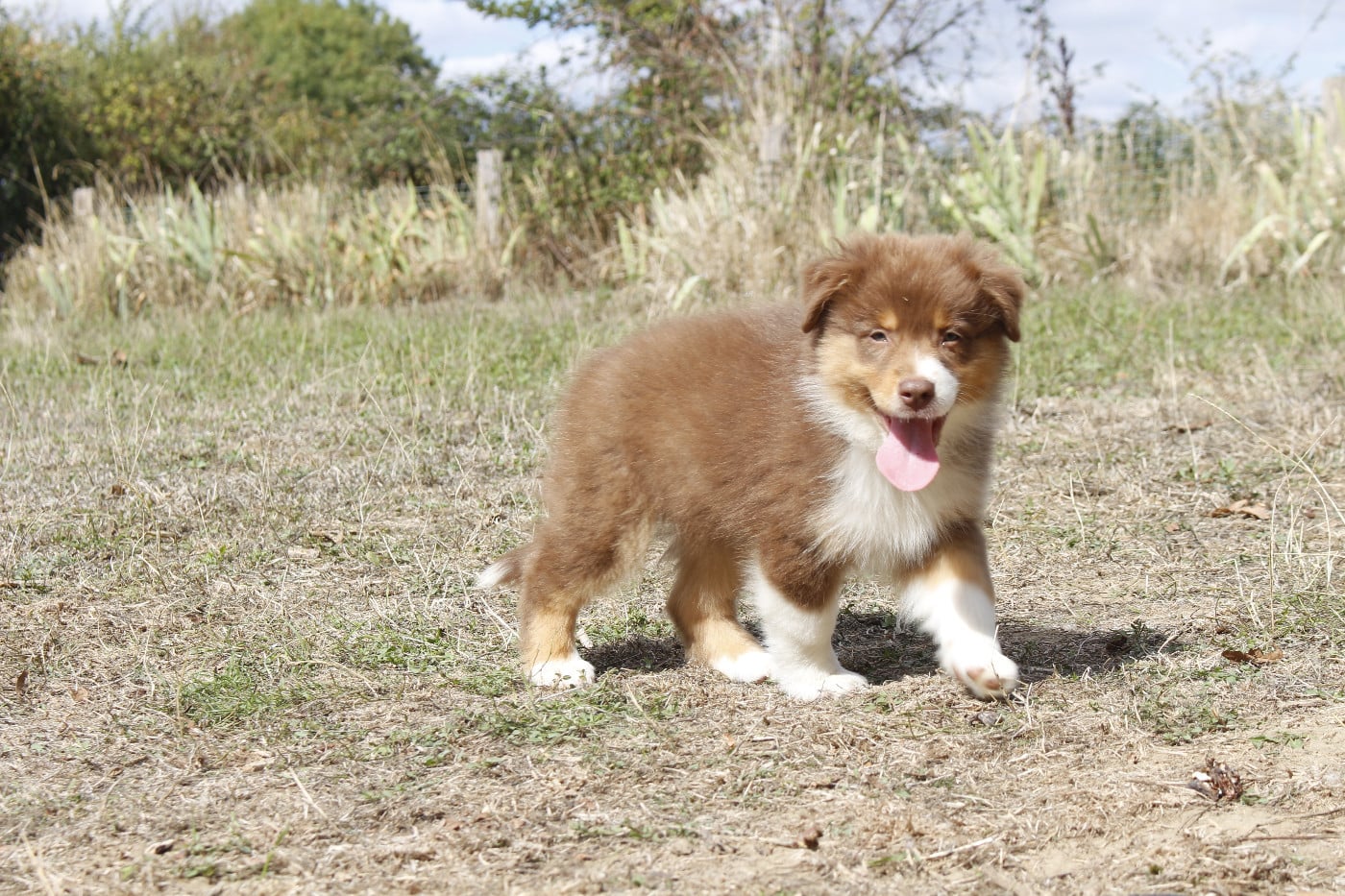 CHIOT 7