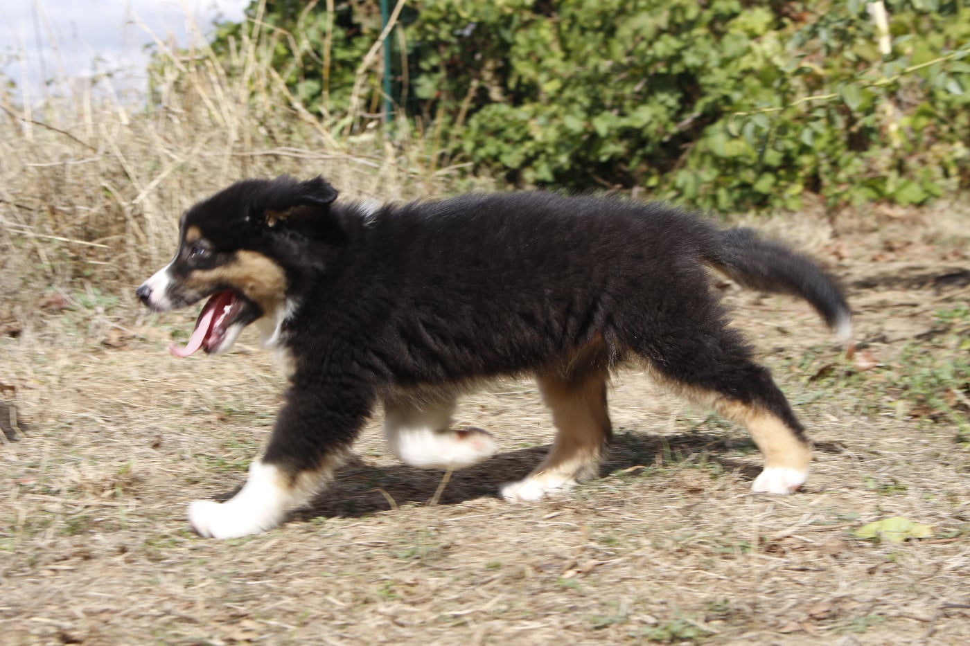 CHIOT 8