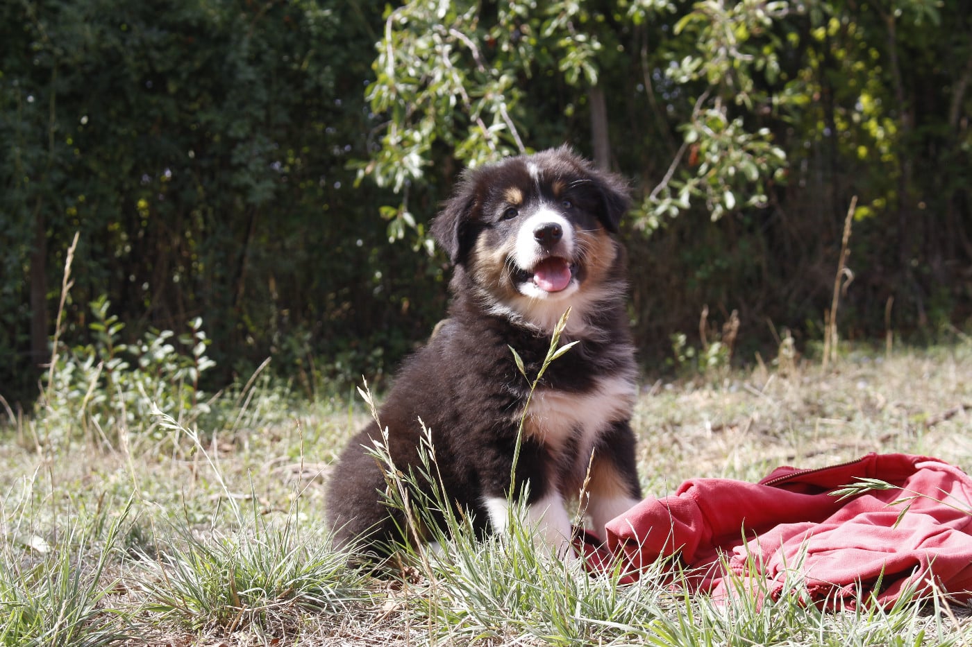 CHIOT 8