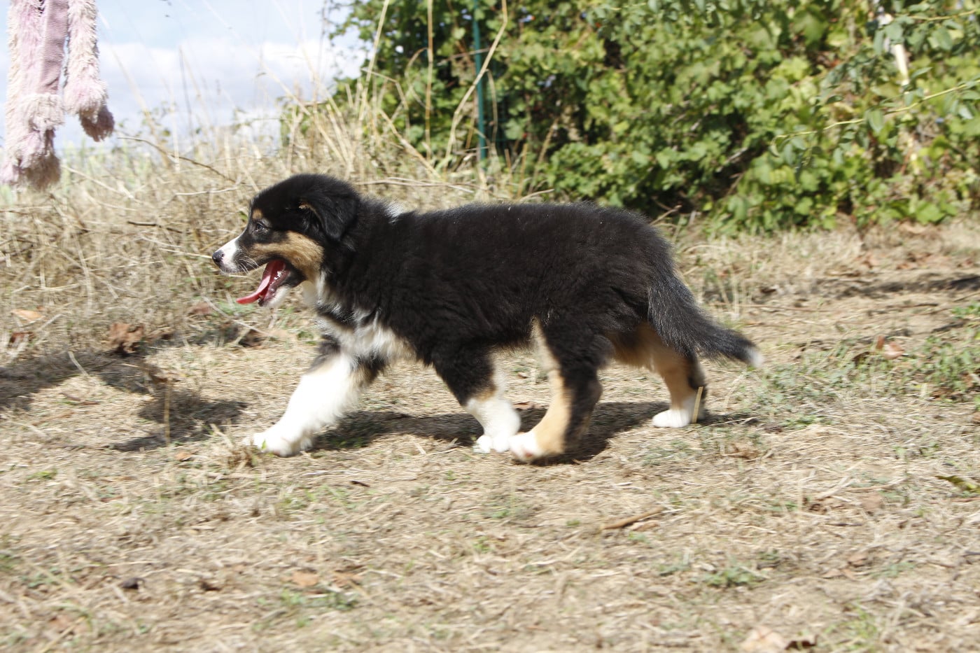 CHIOT 8