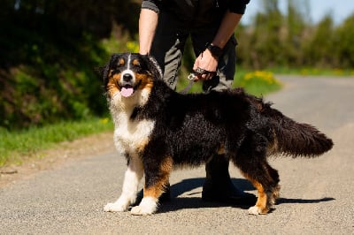 Les chiots de Berger Australien