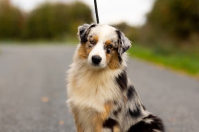 Les chiots de Berger Australien