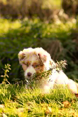 Les chiots de Berger Australien