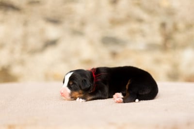 Les chiots de Bouvier Bernois