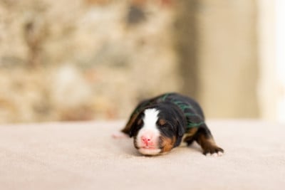 Les chiots de Bouvier Bernois