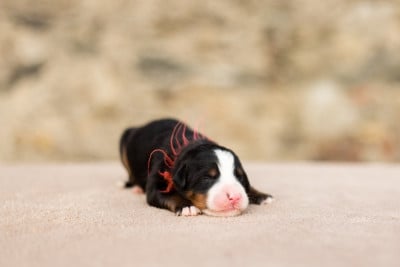 Les chiots de Bouvier Bernois