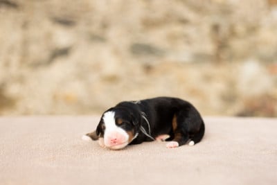 Les chiots de Bouvier Bernois