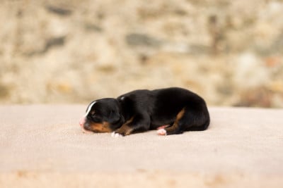 Les chiots de Bouvier Bernois