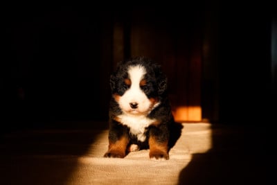 Les chiots de Bouvier Bernois